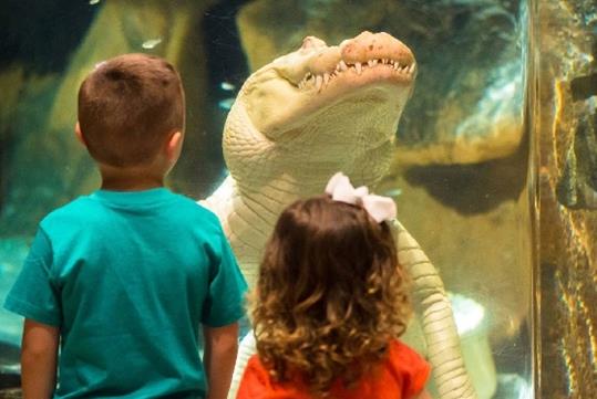 A young boy and girl standing in front of an aquarium tank with an albino alligator looking at them front the other side of the tank at Newport Aquarium.