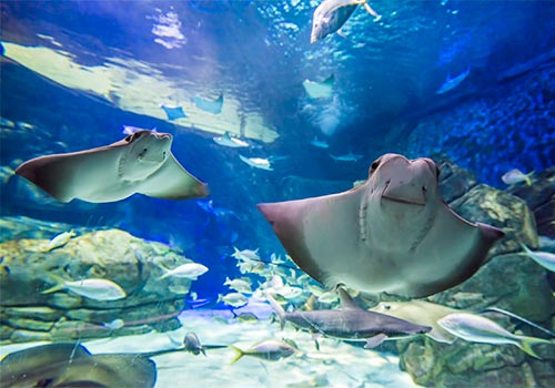 Ray Bay- Ripley's Aquarium of Canada in Toronto, Ontario