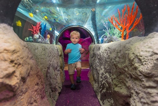 A young boy in a blue shirt walking through an aquarium tunnel, surrounded by colorful coral and tropical fish swimming above him.