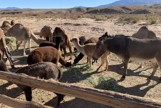 Las Vegas Safari Tram Ride Alpacas at Camel Safari Zoo