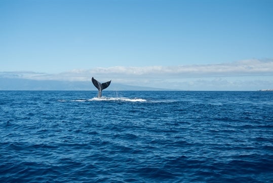 Whale-watching tour on the island of Maui from Ma'alaea Harbor