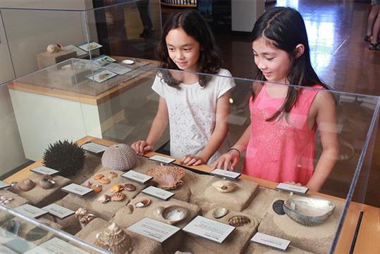 Shells and more to explore! - San Diego Natural History Museum in San Diego, California