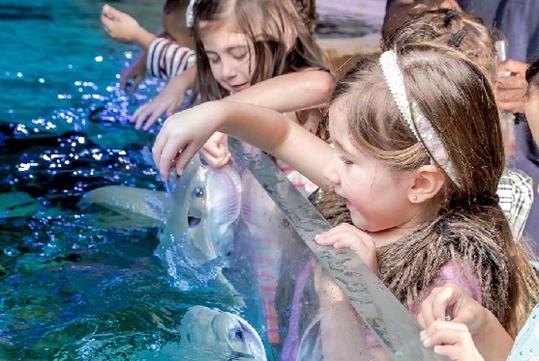 A group of young girls sticking their hands in a touch pool to interact with the sting rays that are bobbing up.