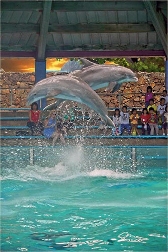Hawaiian Ocean Theater Show --- Held twice a day. Meet our dolphins, sea lions and penguin all in one show