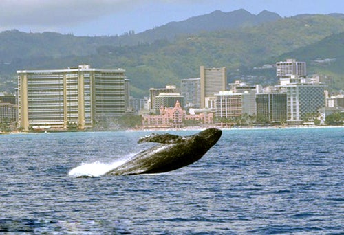 Star of Honolulu Whale Watch Cruise in Honolulu, Oahu, Hawaii