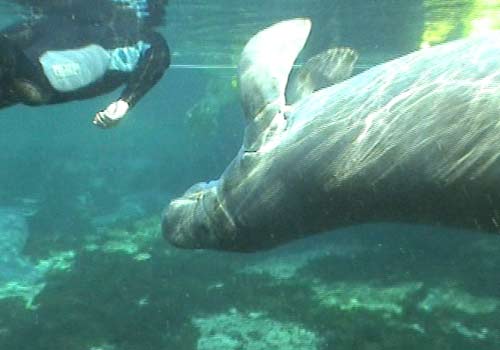 Close-up photo with Manatee