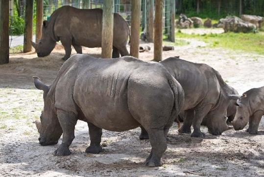 Several rhinoceros with their heads to the ground in their habitat with the sun shining on them at ZooTampa.