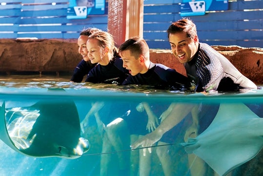 A family of four enjoying their interaction with the stingrays at Florida Aquarium.