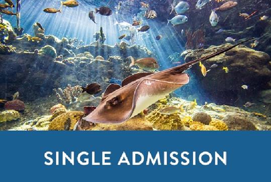 Florida Aquarium launches underwater walking tours - That's So Tampa