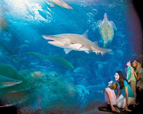 Sharks - The Florida Aquarium in Tampa, Florida
