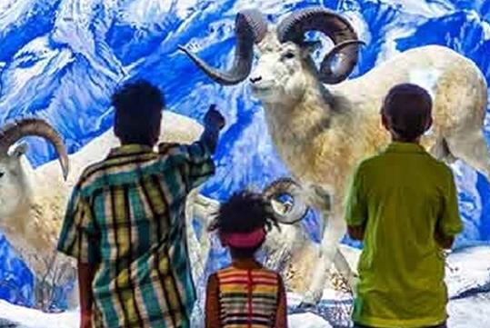 A group of kids looking at a display of two taxidermied mountain goats at the Academy of Natural Sciences.