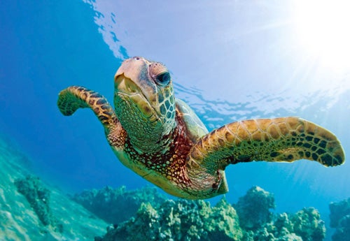 Green sea turtle swimming in the ocean on the Turtles Guaranteed Snorkel Sail in Hawaii USA.