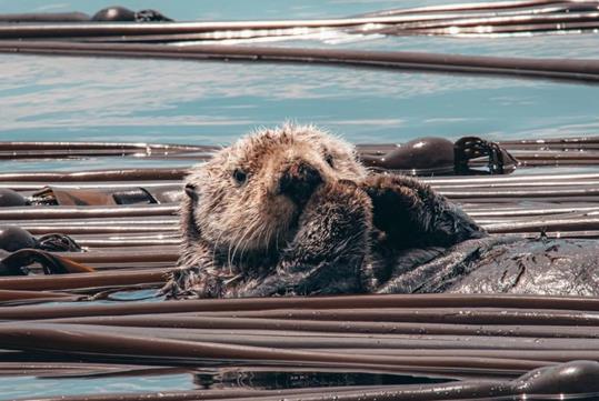 An otter floating on their back with clusters of sticks around around them on a sunny day.