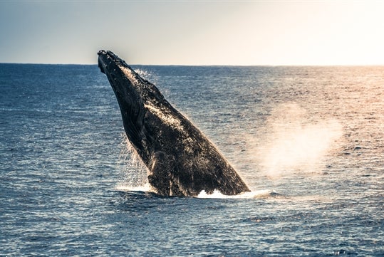 A humpback whale breaching the surface of the ocean, creating a splash as it rises against a backdrop of shimmering water and a soft, illuminated sky.