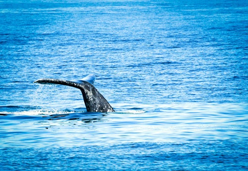 Whale Watching with Flagship in San Diego, California