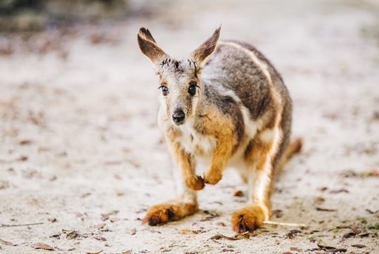 Enjoy a Wallaby's encounter at ZooTampa as their newest offer.