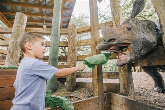A young boy feeding an Indian Rhino at ZooTampa.