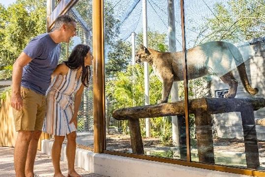 A couple taking a close look at a panther with the big cat looking back at them through the glass of its habitat at ZooTampa.