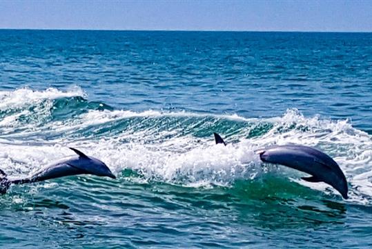 Two dolphins swim side by side during The Tropics Boat Dolphin Exploration Tour