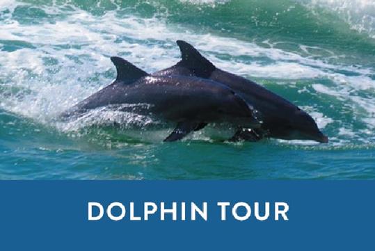 2 dolphins jumping into a foamy wave and a blue box saying "Dolphin Tour" on the Dolphin Exploration Tour in Tampa, Florida, USA.