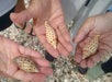 The people showing they found identical shells on the 10,000 Island Shelling Tour in Goodland Florida USA.