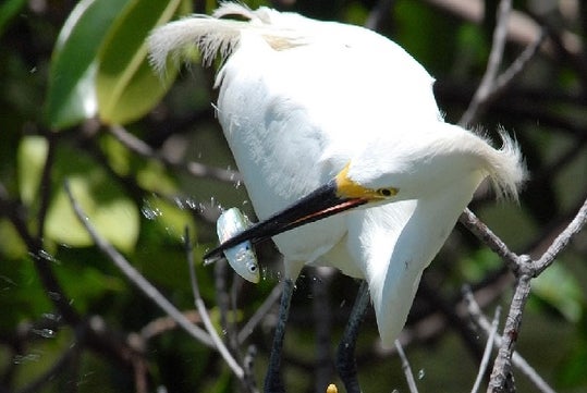 A bird catching a fish on the 10,000 Island Shelling Tour in Goodland Florida USA.