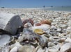 Close-up of various seashells and rocks scattered on a sandy beach, with a clear blue sky and distant shoreline in the background.