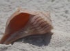 A beige seashell with brown stripes rests on white sand under bright sunlight.