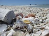 Close-up of various seashells and coral fragments scattered on a sandy beach with the shoreline and people blurred in the background under a clear sky.