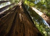The redwoods on the 3-in-1: Muir Woods, Sausalito & Half Day in Wine Country, San Francisco California, USA.