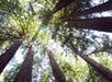 The tree canopy on the 3-in-1: Muir Woods, Sausalito & Half Day in Wine Country, San Francisco California, USA.