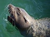 45 Minute Harbor Cruise in Long Beach, CA