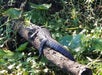 Alligator sighting on the Airboat Adventure "Sea Serpent" in St. Augustine, FL