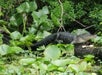 Alligator sighting on the Airboat Adventure "Sea Serpent" in St. Augustine, FL