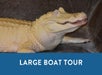 An albino alligator with its head up and a blue box saying "Large Boat Tour" with Airboat Adventures in New Orleans, Louisiana, USA.