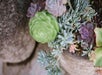 Alamo Inn and Suites succulent plants arrangements.
