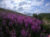 Flowers and plants along the trail - Go Hike Alaska