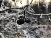 Frozen Alaskan native plant.