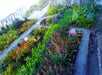 Gardens - Alcatraz Cruises in San Francisco, California