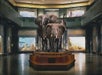 A family of elephants on display in the middle of a room at the American Museum of Natural History in NYC, New York.