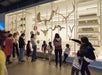 A group of adults and children view animal skulls, antlers, and other natural history specimens displayed in a glass museum case.