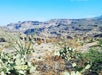 Desert landscape with cacti and dry shrubs in the foreground, rocky mesas and cliffs in the background under a clear blue sky.