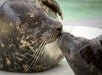 Two sea lions kissing at the Aquarium of the Pacific in Long Beach, California.
