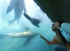 A couple enjoying their time while looking at the three sea lions swimming freely inside a huge a tank with blue water at the Aquarium of the Pacific in Long Beach, California.