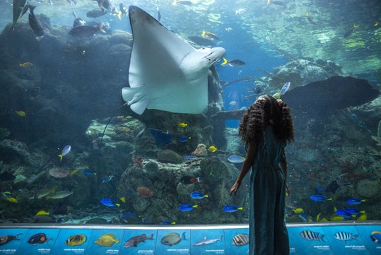 A young girl looking at a big sting ray with some other fish inside a big tank at Aquarium of the Pacific in Long Beach, California.