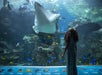 A young girl looking at a big sting ray with some other fish inside a big tank at Aquarium of the Pacific in Long Beach, California.