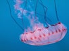 A white and red colored jelly fish in the blue water at the Aquarium of the Pacific in Long Beach, California.