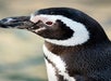 A black and white penguin at the Aquarium of the Pacific in Long Beach, California.