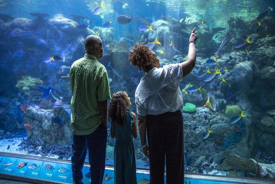 Three people stand in front of a large aquarium, with one person pointing at various colorful fish and coral inside the tank.