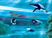 Aquatica - SeaWorld's Waterpark in Orlando, Florida